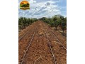 oportunidade-unica-sitio-produtivo-a-venda-em-santa-isabelgo-small-2