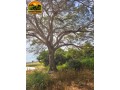 oportunidade-unica-sitio-produtivo-a-venda-em-santa-isabelgo-small-3