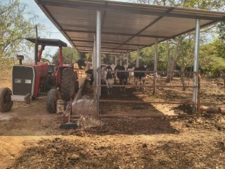 oportunidade-unica-sitio-produtivo-a-venda-em-santa-isabelgo