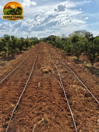 oportunidade-unica-sitio-produtivo-a-venda-em-santa-isabelgo-big-2