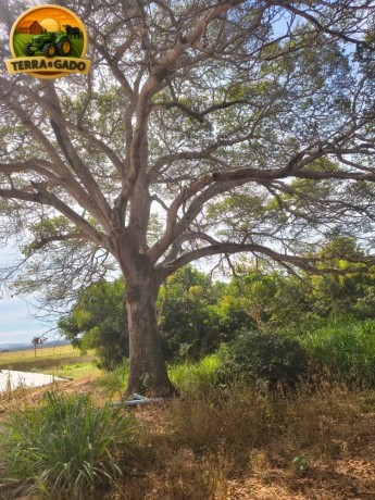oportunidade-unica-sitio-produtivo-a-venda-em-santa-isabelgo-big-3