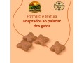 racao-royal-canin-premium-cat-pelagem-para-gatos-adultos-1-kg-e-101-kg-small-2