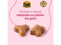 racao-royal-canin-premium-cat-filhote-para-gatos-filhotes-1-kg-e-101-kg-small-3