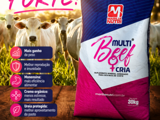 multibeef-cria-suplemento-para-bovinos-de-corte-mais-ganho-e-reproducao