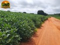 arrendamento-de-fazenda-630-ha-em-paraunago-lavoura-consolidada-ha-10-anos-small-0