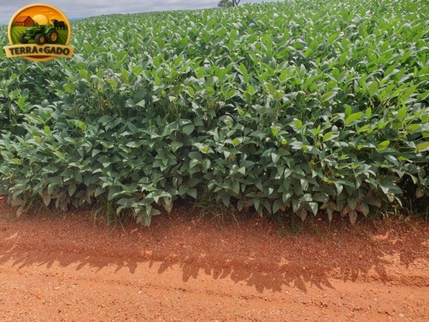 arrendamento-de-fazenda-630-ha-em-paraunago-lavoura-consolidada-ha-10-anos-big-1