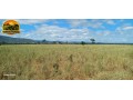 fazenda-de-134-alqueires-em-simolandiago-pecuaria-formada-e-potencial-para-agricultura-small-0