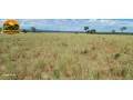 fazenda-de-134-alqueires-em-simolandiago-pecuaria-formada-e-potencial-para-agricultura-small-1