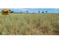 fazenda-de-134-alqueires-em-simolandiago-pecuaria-formada-e-potencial-para-agricultura-small-2