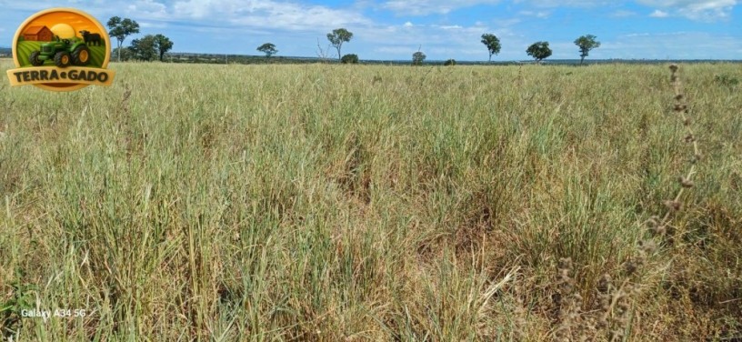 fazenda-de-134-alqueires-em-simolandiago-pecuaria-formada-e-potencial-para-agricultura-big-2