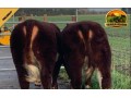semen-hereford-solpoll-1-perfection-genetica-de-elite-para-melhoramento-do-rebanho-small-1