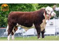 semen-hereford-solpoll-1-perfection-genetica-de-elite-para-melhoramento-do-rebanho-small-0