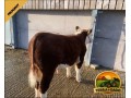 semen-hereford-solpoll-1-perfection-genetica-de-elite-para-melhoramento-do-rebanho-small-2