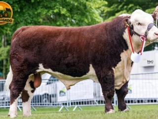semen-hereford-solpoll-1-perfection-genetica-de-elite-para-melhoramento-do-rebanho