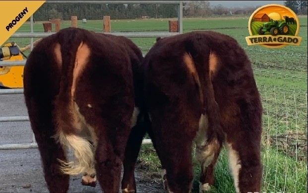 semen-hereford-solpoll-1-perfection-genetica-de-elite-para-melhoramento-do-rebanho-big-1