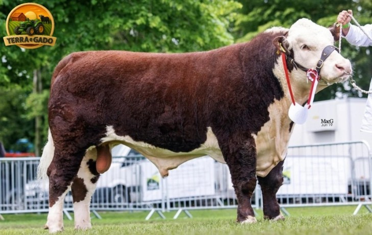 semen-hereford-solpoll-1-perfection-genetica-de-elite-para-melhoramento-do-rebanho-big-0