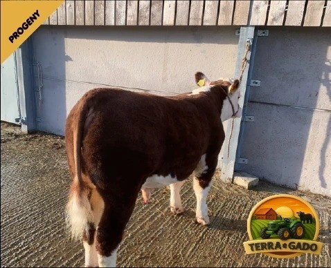 semen-hereford-solpoll-1-perfection-genetica-de-elite-para-melhoramento-do-rebanho-big-2