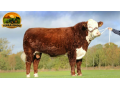 semen-hereford-shraden-1-navas-p-facilidade-de-parto-e-excelente-crescimento-small-0