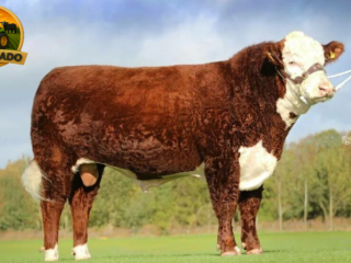 semen-hereford-shraden-1-navas-p-facilidade-de-parto-e-excelente-crescimento