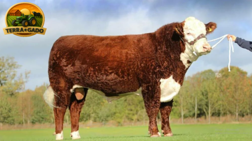 semen-hereford-shraden-1-navas-p-facilidade-de-parto-e-excelente-crescimento-big-0