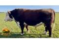 semen-hereford-kileekie-hero-facilidade-de-parto-e-genetica-livre-de-doencas-hereditarias-small-0