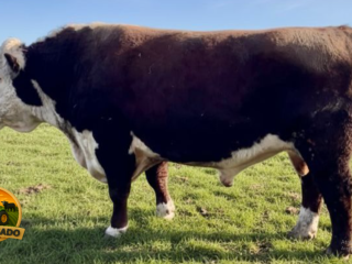 semen-hereford-kileekie-hero-facilidade-de-parto-e-genetica-livre-de-doencas-hereditarias