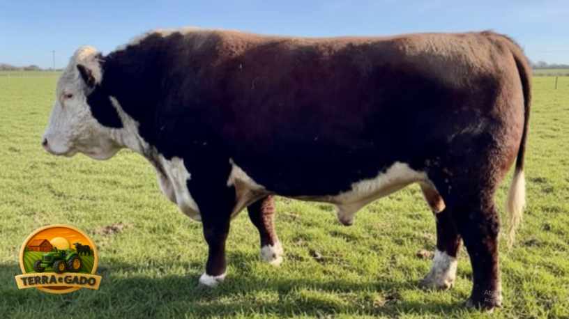 semen-hereford-kileekie-hero-facilidade-de-parto-e-genetica-livre-de-doencas-hereditarias-big-0