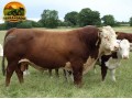semen-hereford-ervie-l1-achiever-91151h-dh-ai-et-imp-eua-facilidade-de-parto-e-genetica-line-one-small-1