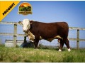 semen-hereford-ervie-l1-achiever-91151h-dh-ai-et-imp-eua-facilidade-de-parto-e-genetica-line-one-small-0