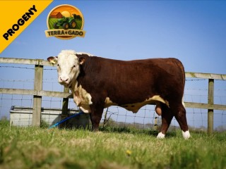 semen-hereford-ervie-l1-achiever-91151h-dh-ai-et-imp-eua-facilidade-de-parto-e-genetica-line-one