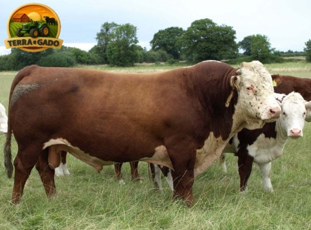 semen-hereford-ervie-l1-achiever-91151h-dh-ai-et-imp-eua-facilidade-de-parto-e-genetica-line-one-big-1