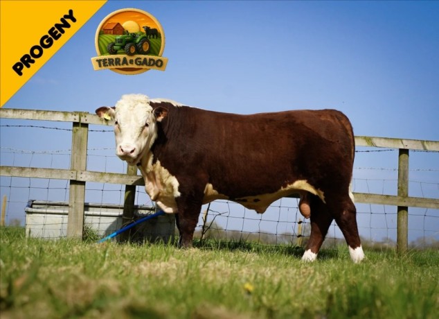 semen-hereford-ervie-l1-achiever-91151h-dh-ai-et-imp-eua-facilidade-de-parto-e-genetica-line-one-big-0