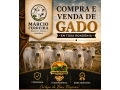compra-e-venda-de-gado-em-rondonia-marcio-ferreira-negocios-rurais-small-0
