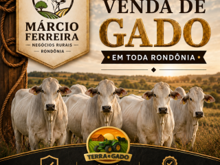 compra-e-venda-de-gado-em-rondonia-marcio-ferreira-negocios-rurais