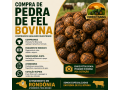 comprador-de-pedra-de-fel-bovina-em-rondonia-pagamento-imediato-e-melhor-avaliacao-small-0