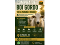 comprador-de-boi-gordo-em-ji-parana-e-regiao-pagamento-rapido-e-pesagem-transparente-small-0