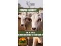compro-garrotes-em-ariquemes-e-regiao-small-0