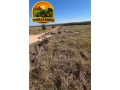 sitiofazenda-de-968-hectares-20-alq-em-comodoromt-726-ha-agricultaveis-muita-agua-e-estrutura-completa-small-1