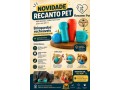 brinquedos-recheaveis-petiko-para-caes-de-grande-porte-aromatizados-e-super-resistentes-recanto-pet-small-0