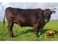 semen-de-touros-wagyu-shidookoii-alta-genetica-japonesa-small-0