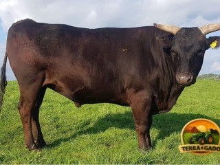 semen-de-touros-wagyu-shidookoii-alta-genetica-japonesa