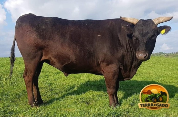 semen-de-touros-wagyu-shidookoii-alta-genetica-japonesa-big-0