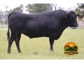 semen-wagyu-sumo-cattle-co-michifuku-l153-crescimento-peso-de-carcaca-e-alto-marmoreio-small-0