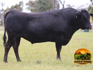 semen-wagyu-sumo-cattle-co-michifuku-l153-crescimento-peso-de-carcaca-e-alto-marmoreio