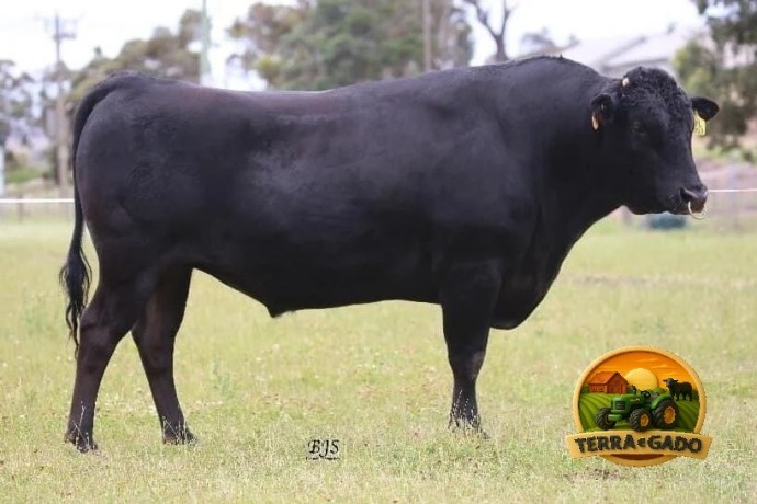 semen-wagyu-sumo-cattle-co-michifuku-l153-crescimento-peso-de-carcaca-e-alto-marmoreio-big-0