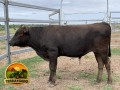 semen-wagyu-olive-grove-wagyu-q035-alto-crescimento-peso-de-carcaca-e-marmoreio-small-0
