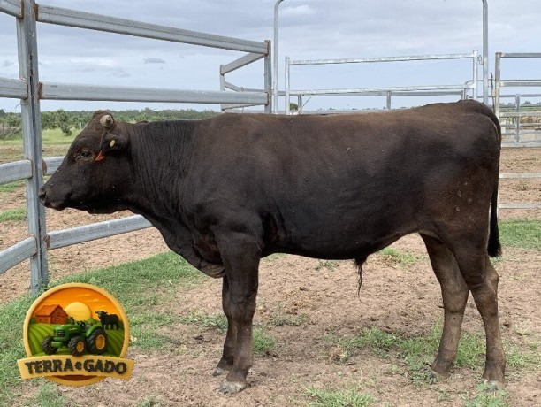 semen-wagyu-olive-grove-wagyu-q035-alto-crescimento-peso-de-carcaca-e-marmoreio-big-0