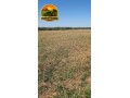 fazenda-de-73-alqueires-com-dupla-aptidao-soja-cana-e-pecuaria-excelente-logistica-e-rica-em-agua-small-4