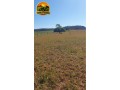 fazenda-de-73-alqueires-com-dupla-aptidao-soja-cana-e-pecuaria-excelente-logistica-e-rica-em-agua-small-0