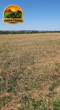 fazenda-de-73-alqueires-com-dupla-aptidao-soja-cana-e-pecuaria-excelente-logistica-e-rica-em-agua-big-4